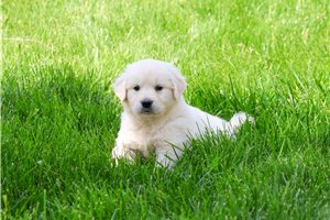 Willie - English Golden Retriever for sale