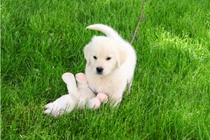 Nayeli - English Golden Retriever for sale