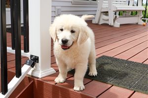 Ziggie - English Golden Retriever for sale
