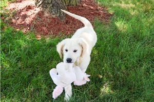 Calliopie - English Golden Retriever for sale