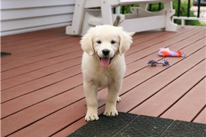 Daisie - English Golden Retriever for sale