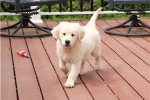 Calliopie - English Golden Retriever for sale