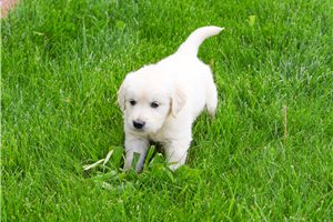 Bobbie - English Golden Retriever for sale