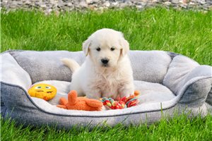 Howie - English Golden Retriever for sale