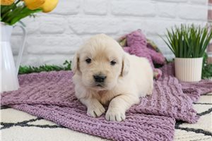 Nina - English Golden Retriever for sale
