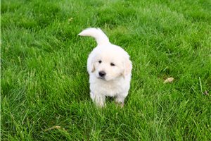 Ziggie - English Golden Retriever for sale