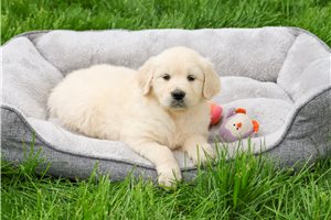 Calliopie - English Golden Retriever for sale