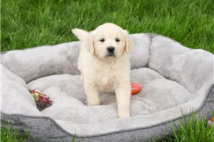 Daisie - English Golden Retriever for sale