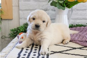 Nadia - English Golden Retriever for sale