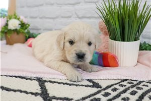 Nayeli - English Golden Retriever for sale