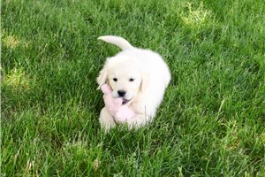 Nina - English Golden Retriever for sale