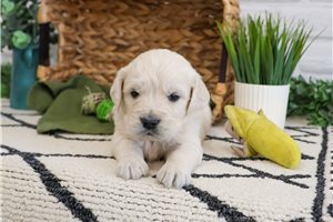 Nash - English Golden Retriever for sale