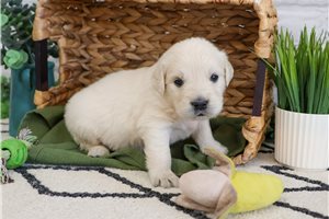 Nico - English Golden Retriever for sale