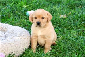 Addly - Goldador for sale