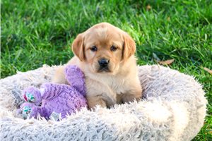 Bitzy - Goldador for sale