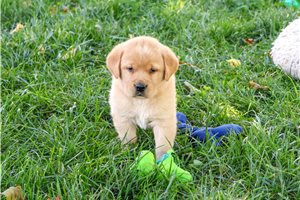 Edwin - puppy for sale