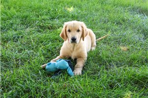 Nugget - Golden Retriever for sale