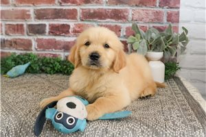 Nugget - Golden Retriever for sale