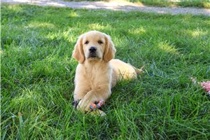 Minerva - puppy for sale