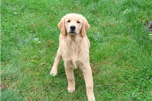 Minerva - Golden Retriever for sale