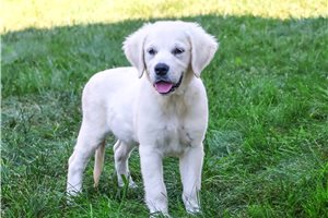 Stella - puppy for sale
