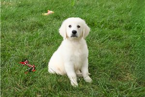 Ozzie - Golden Retriever for sale
