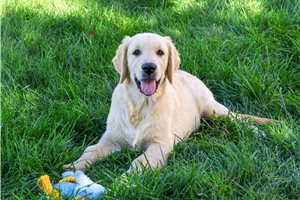 Noodle - Golden Retriever for sale