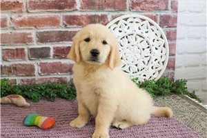 Minsa - Golden Retriever for sale