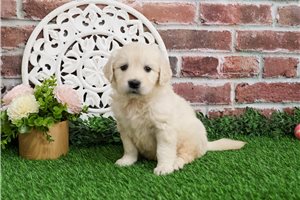 Liliana - puppy for sale