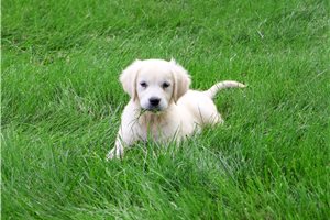Steph - Golden Retriever for sale