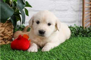 Walter - puppy for sale