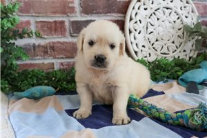Stanford - puppy for sale