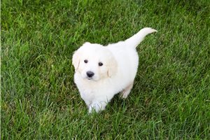 Chief - Golden Retriever for sale