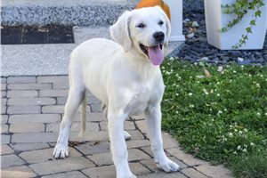 Starla - Golden Retriever for sale