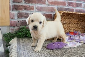 Stella - puppy for sale