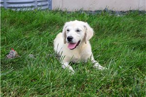 Storm - puppy for sale