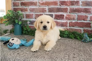 Noodle - Golden Retriever for sale