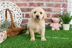 Annie - puppy for sale