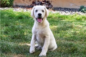 Stanford - puppy for sale