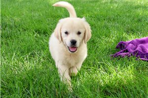 Starla - Golden Retriever for sale