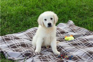 Stanford - Golden Retriever for sale
