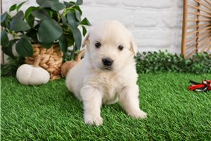 Shawn - Golden Retriever for sale
