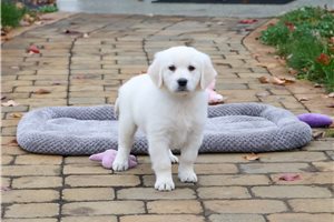 Emma - Golden Retriever for sale