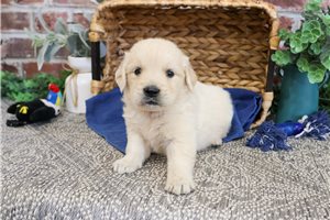 Noodle - Golden Retriever for sale
