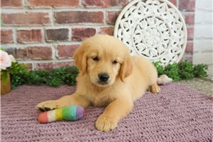 Minnie - puppy for sale