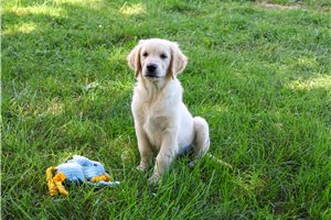 Noodle - puppy for sale