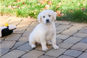 Scott - puppy for sale
