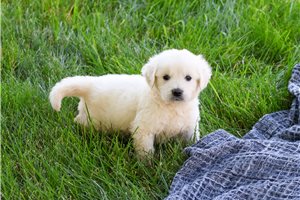 Scout - Golden Retriever for sale
