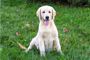 Minsa - Golden Retriever for sale