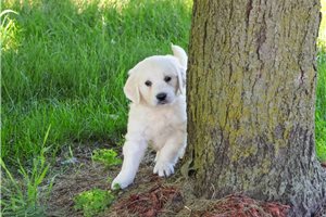 Ozzie - Golden Retriever for sale